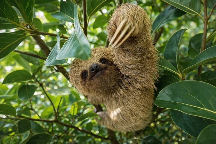Sloth Watching + Waterfall & Organic Coffee and Chocolate Tour - Photo 1 of 25